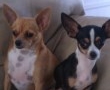 cots-pepe-tawny-and-tia