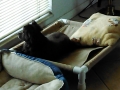 cots-with-dog-donna