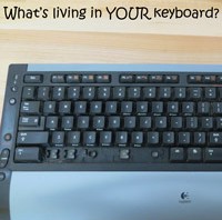 What’s living in Your keyboard? How to clean a keyboard