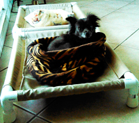 small pvc dog cot